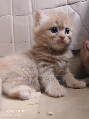 Persian cat for sale