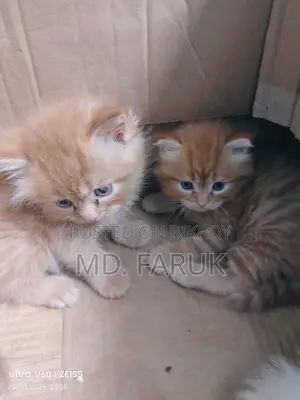 Persian cat for sale
