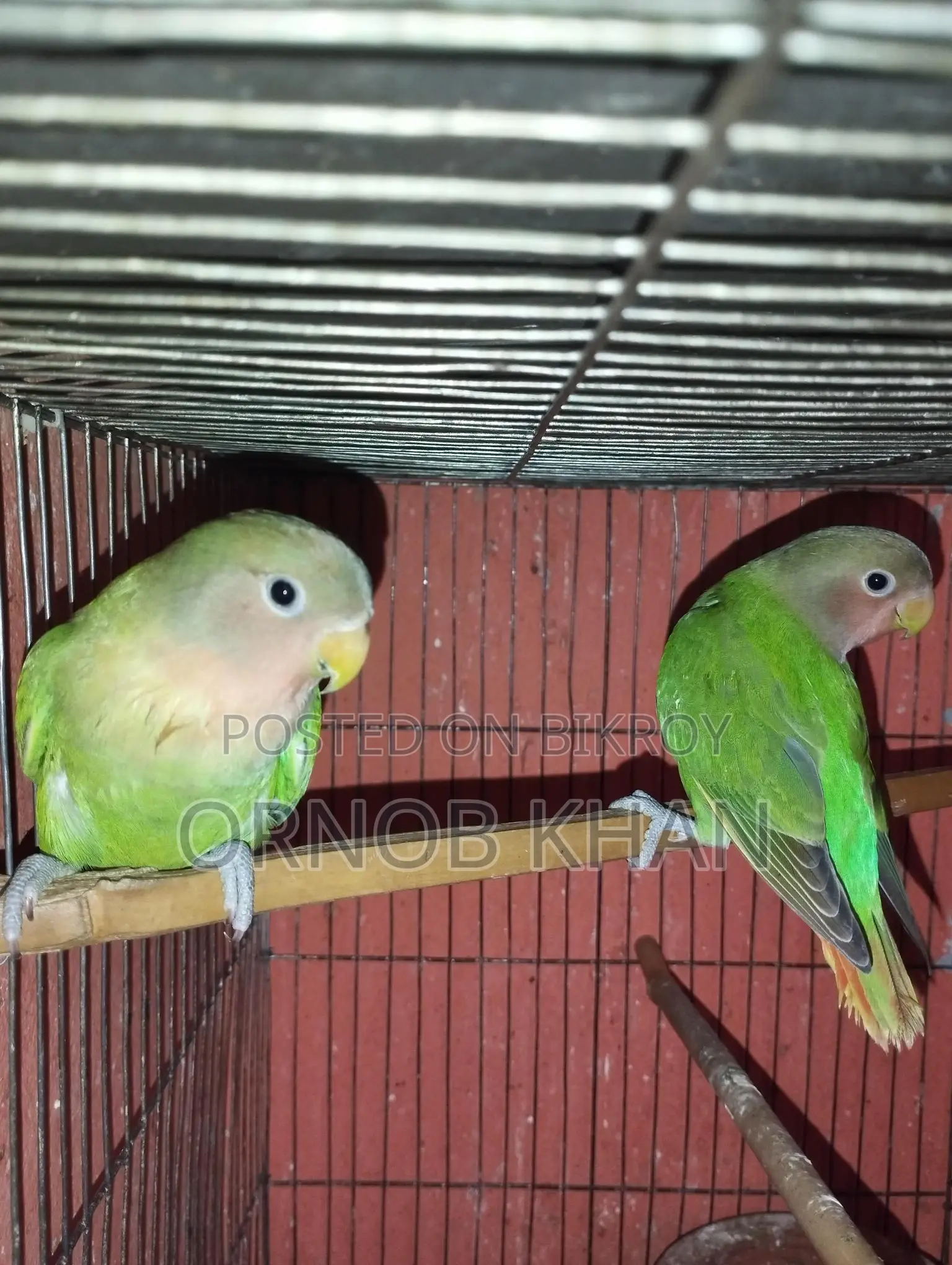 Love Bird
