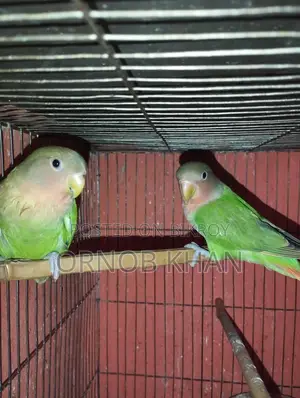 Love Bird