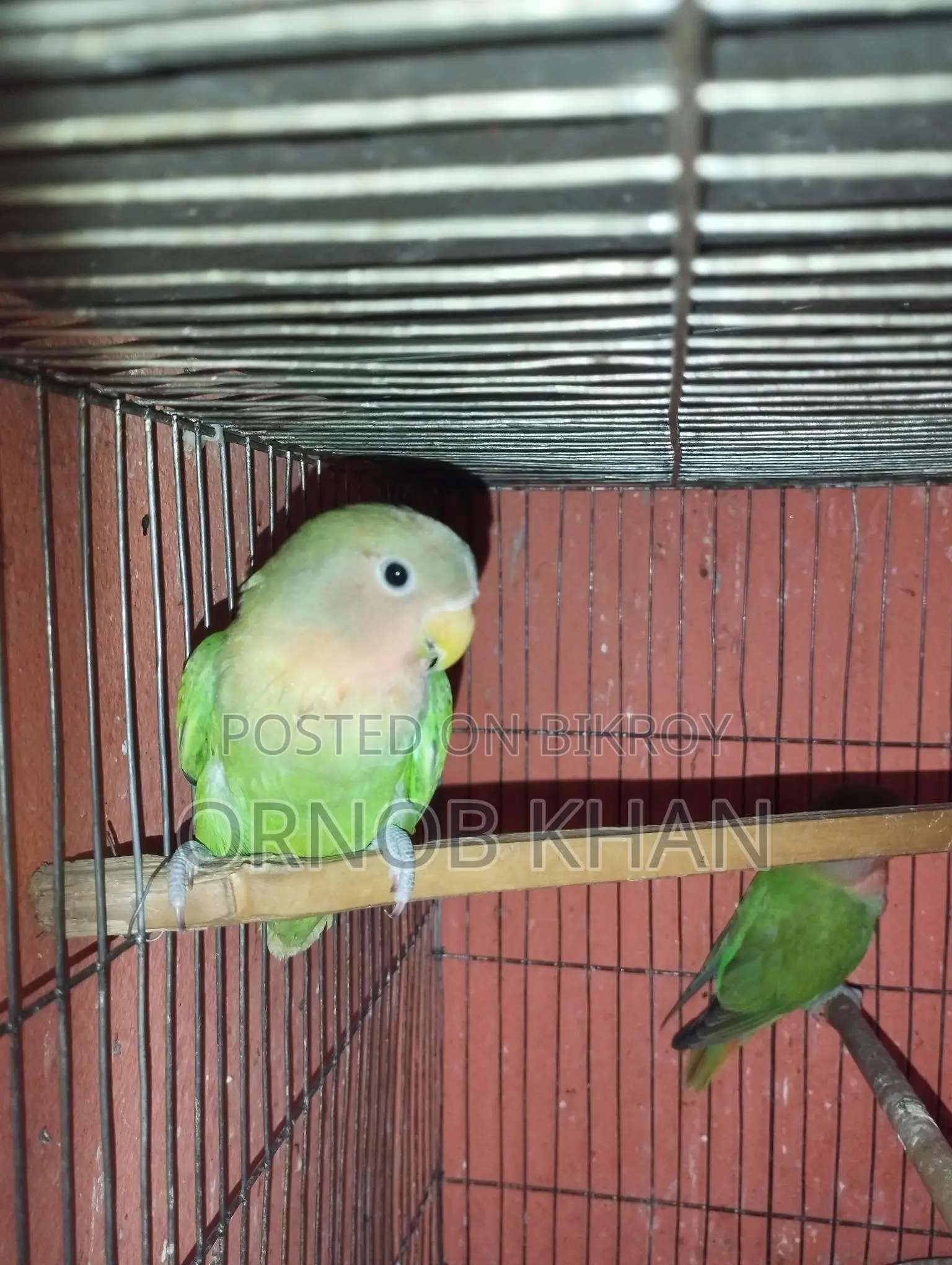 Love Bird