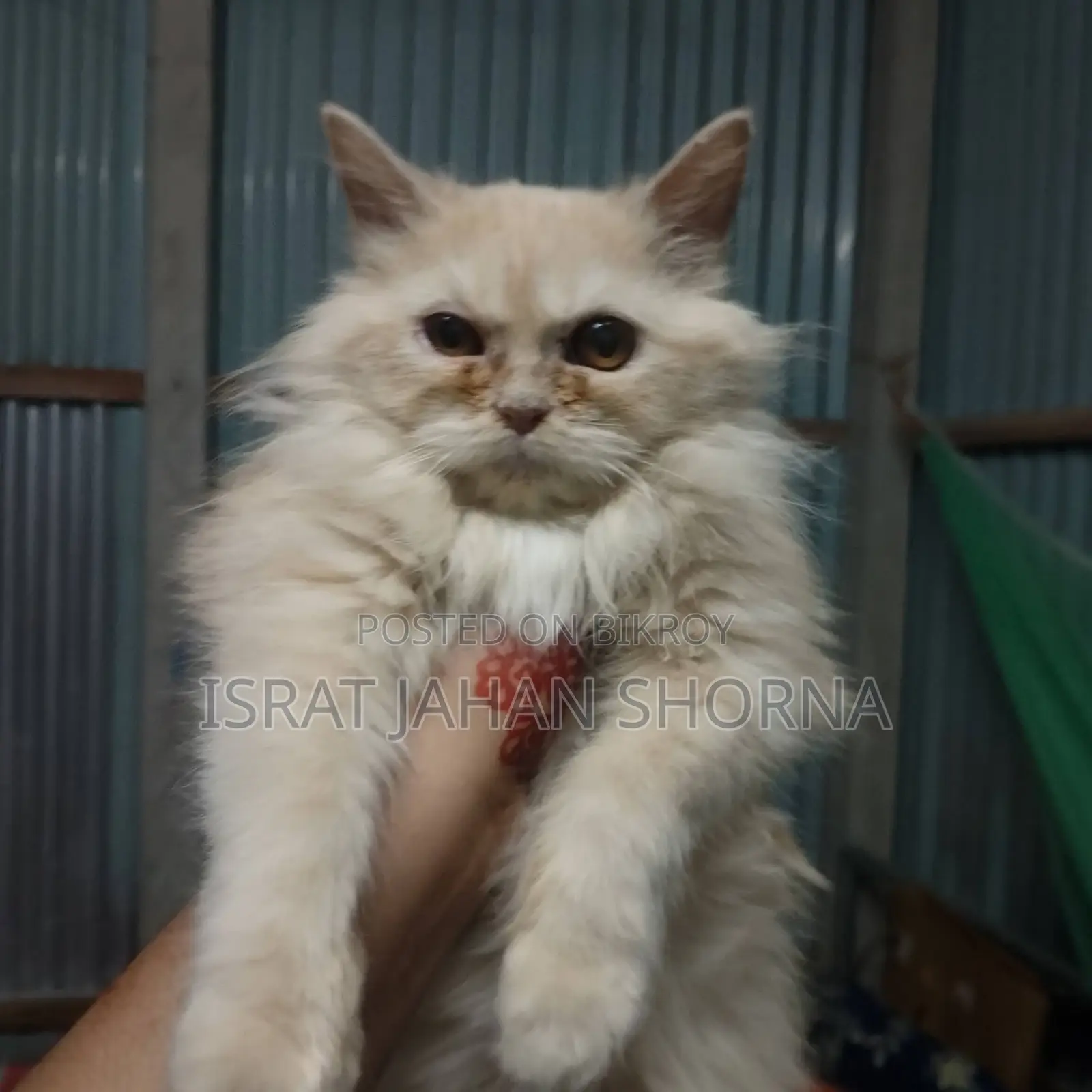 Persian Cat