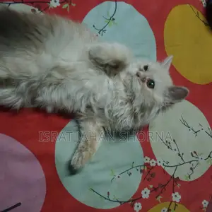 Persian Cat