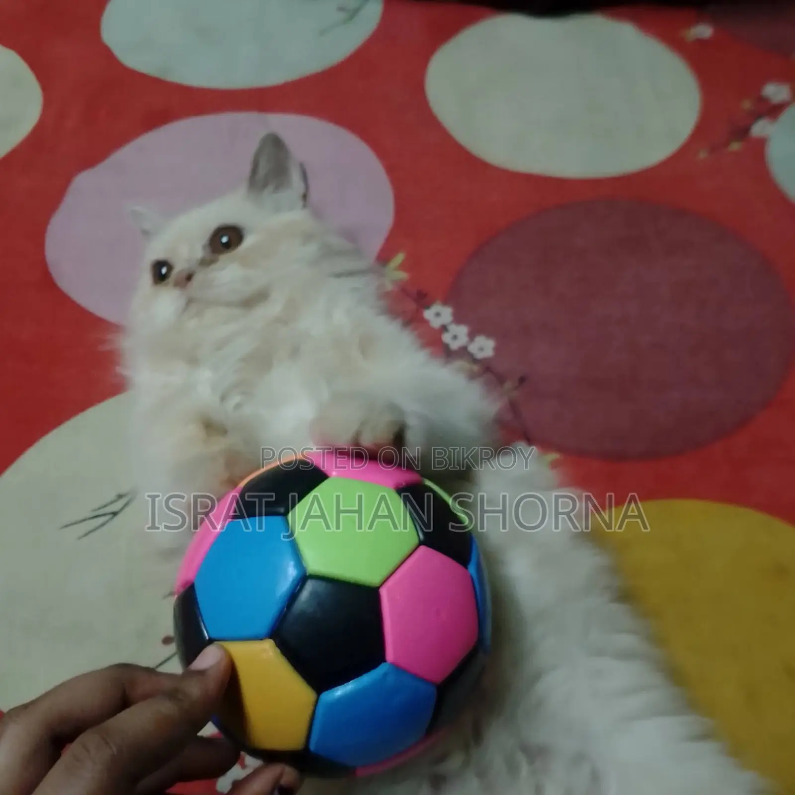 Persian Cat