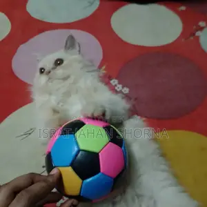 Persian Cat