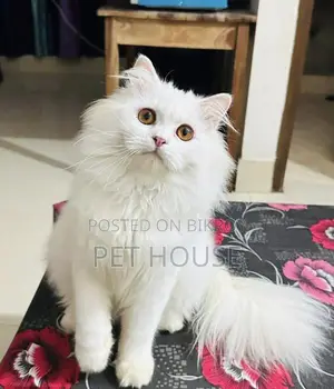 1+ Year Male Purebred Persian Cat
