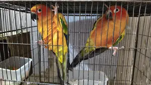 Sun Conure