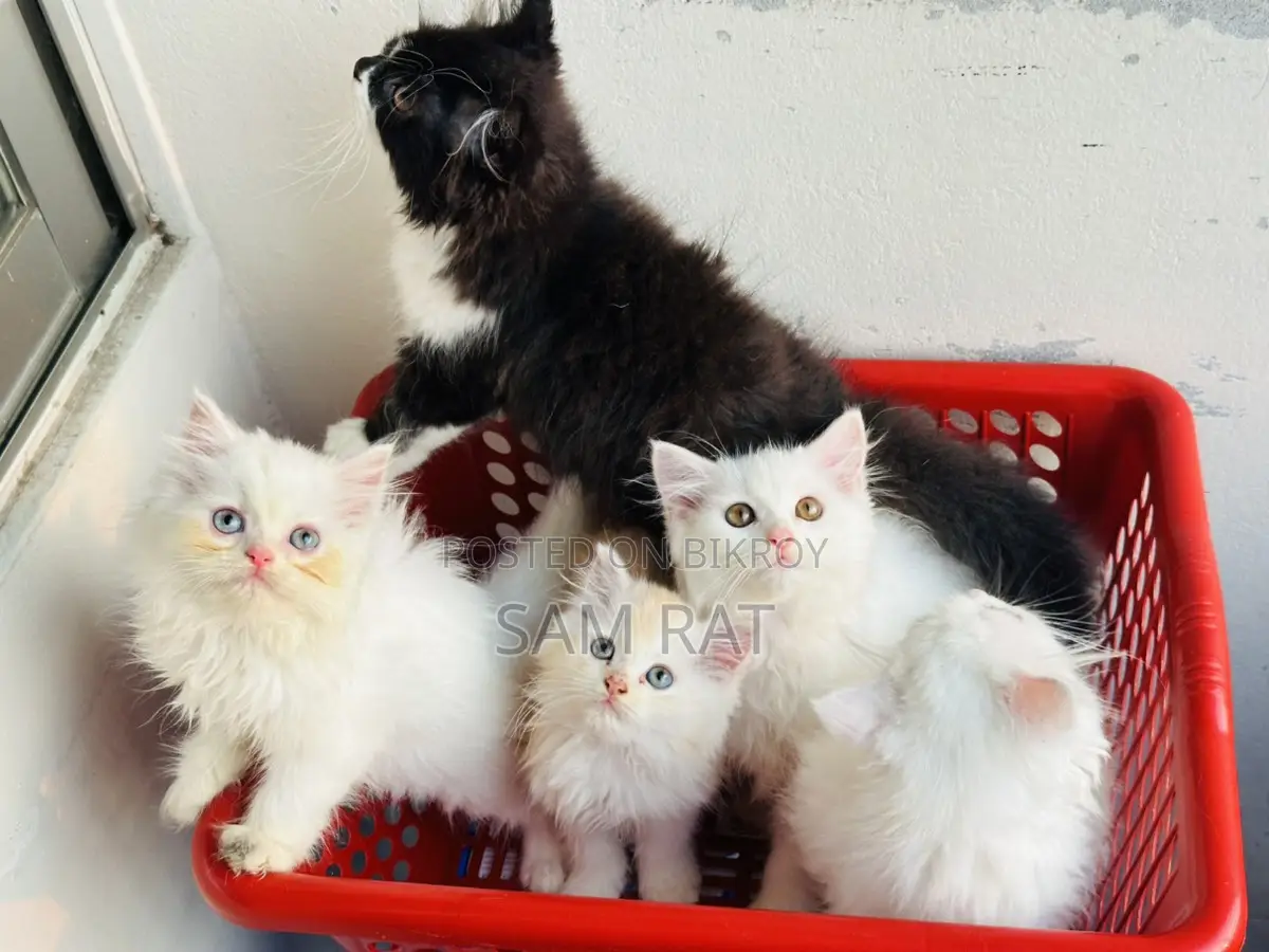 Traditional Persian Male/Female Kitten