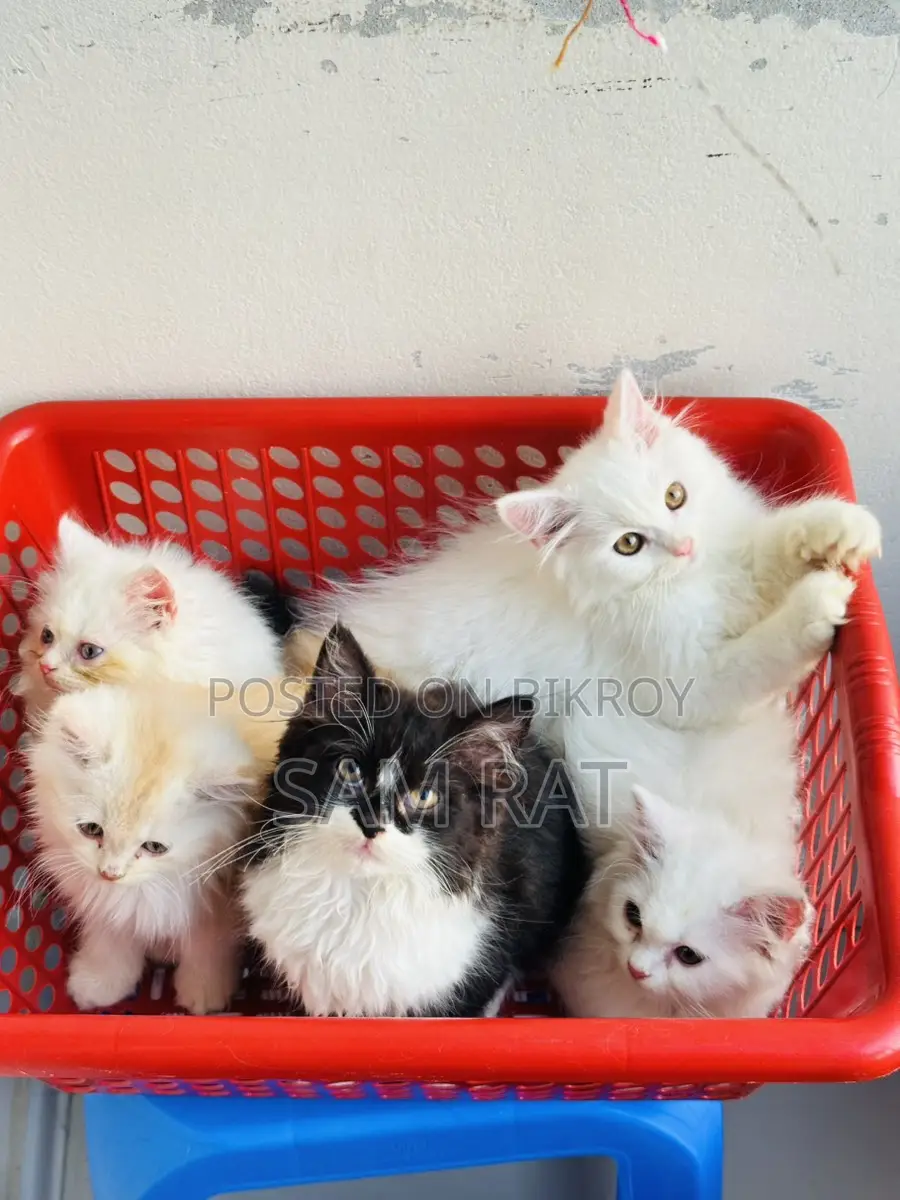 Traditional Persian Male/Female Kitten