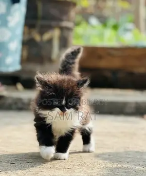 Traditional Persian Male/Female Kitten