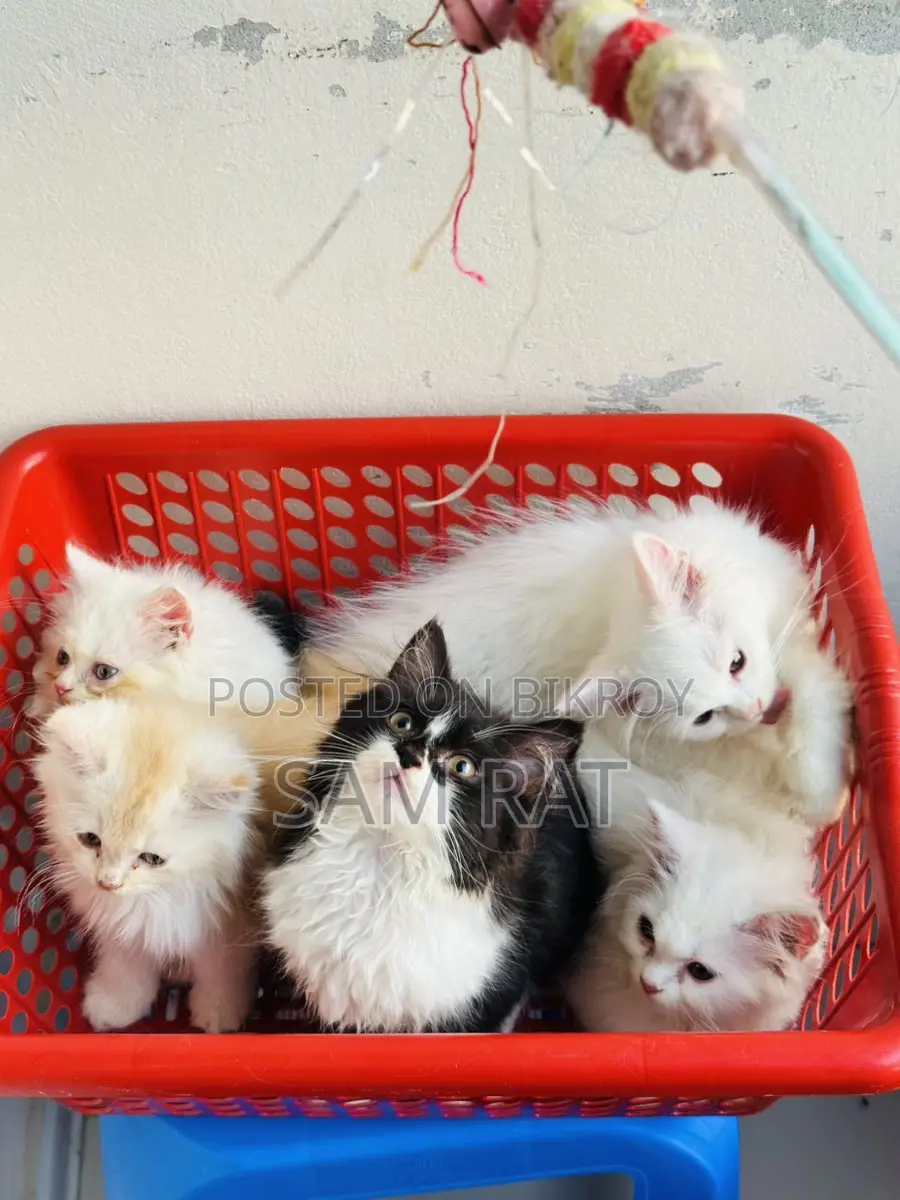 Traditional Persian Male/Female Kitten