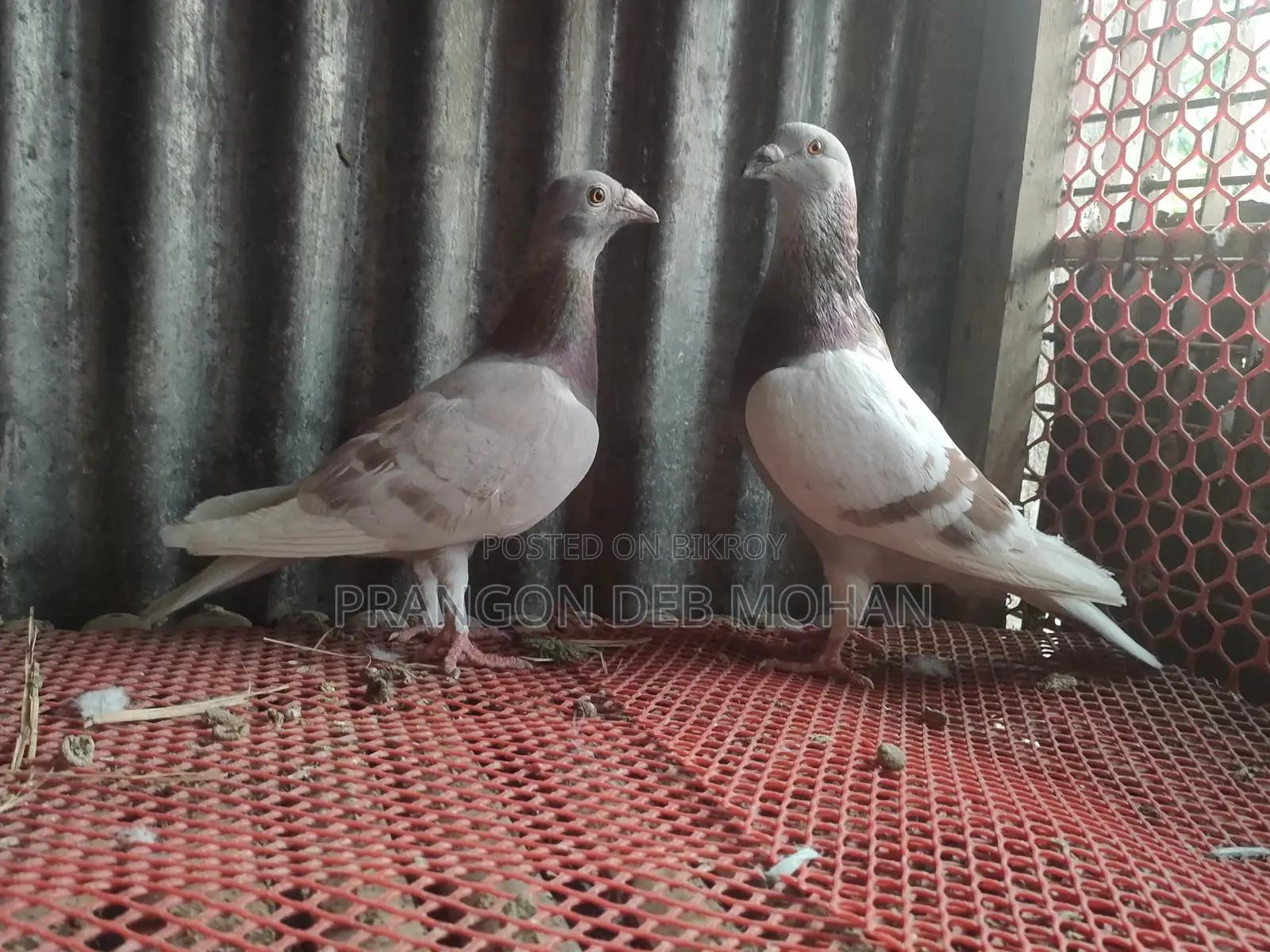মিলি রেছার