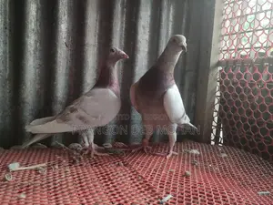 মিলি রেছার