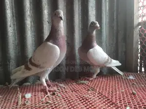 মিলি রেছার