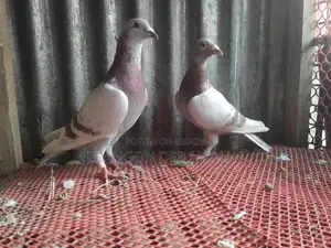 মিলি রেছার