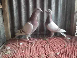 মিলি রেছার