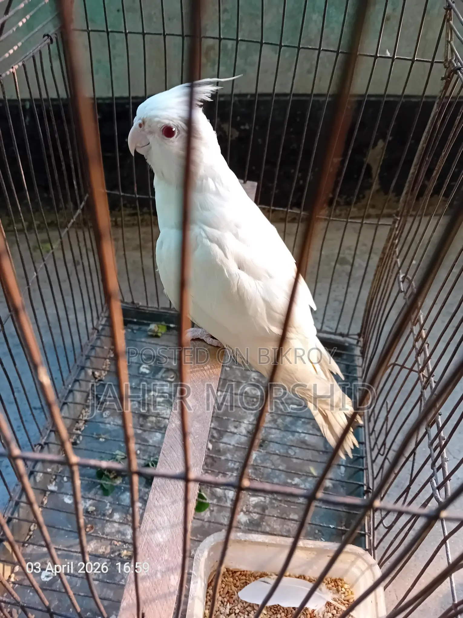 এ্যালবিনো রেড্র আই Albino Red Eye কোকাটেল পাখি বিক্রয় হবে।