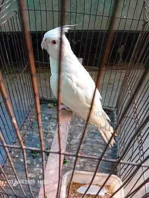 এ্যালবিনো রেড্র আই Albino Red Eye কোকাটেল পাখি বিক্রয় হবে।