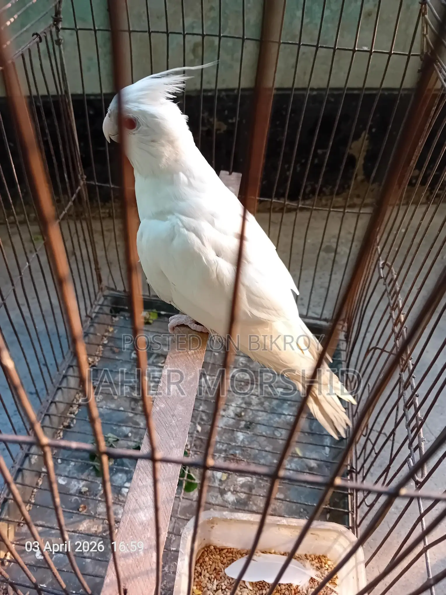 এ্যালবিনো রেড্র আই Albino Red Eye কোকাটেল পাখি বিক্রয় হবে।