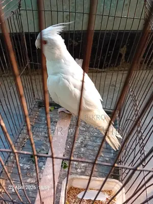 এ্যালবিনো রেড্র আই Albino Red Eye কোকাটেল পাখি বিক্রয় হবে।