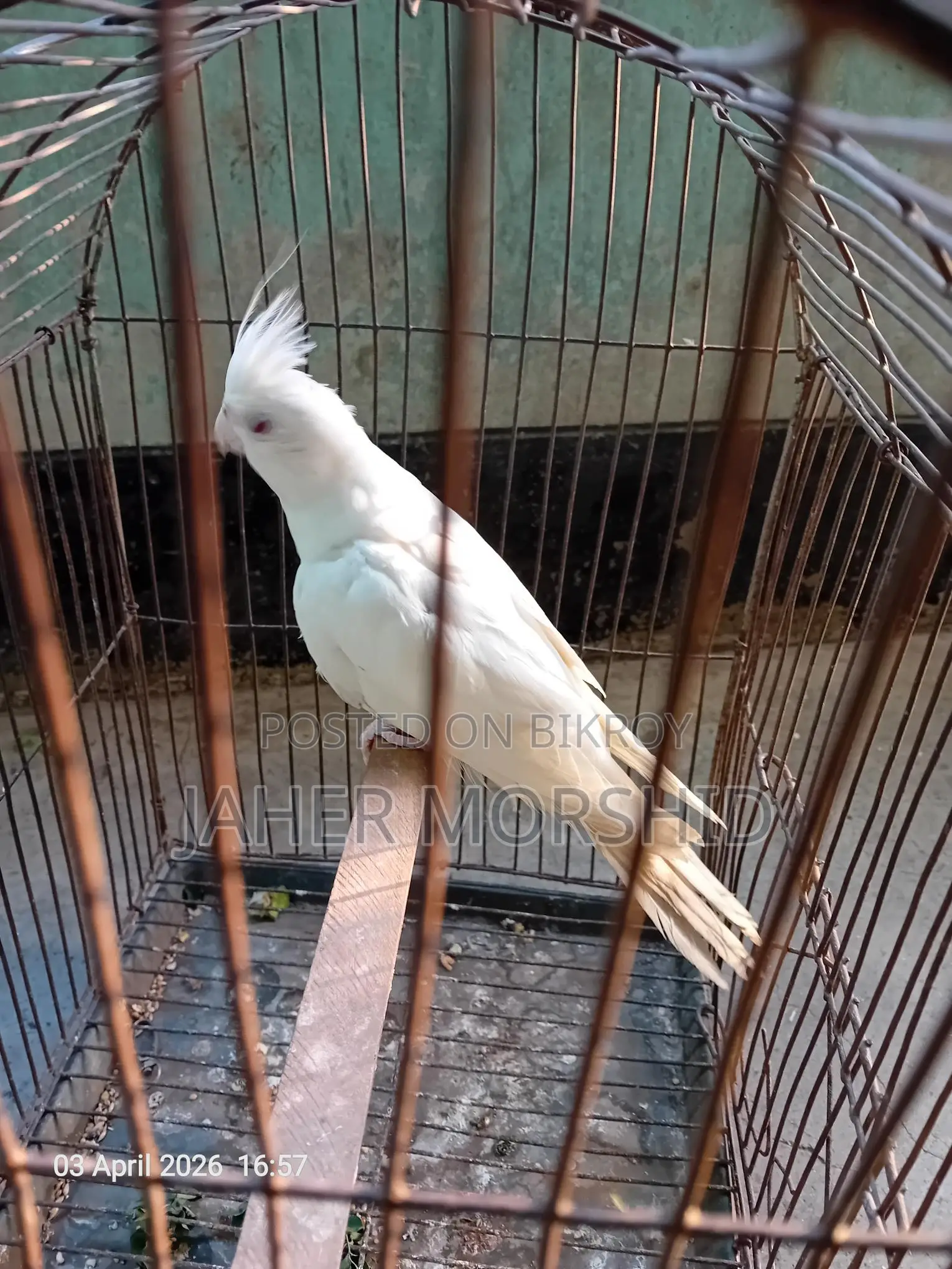 এ্যালবিনো রেড্র আই Albino Red Eye কোকাটেল পাখি বিক্রয় হবে।