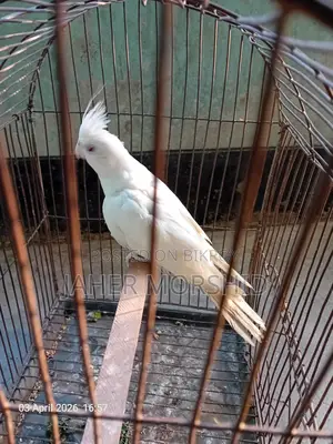 এ্যালবিনো রেড্র আই Albino Red Eye কোকাটেল পাখি বিক্রয় হবে।