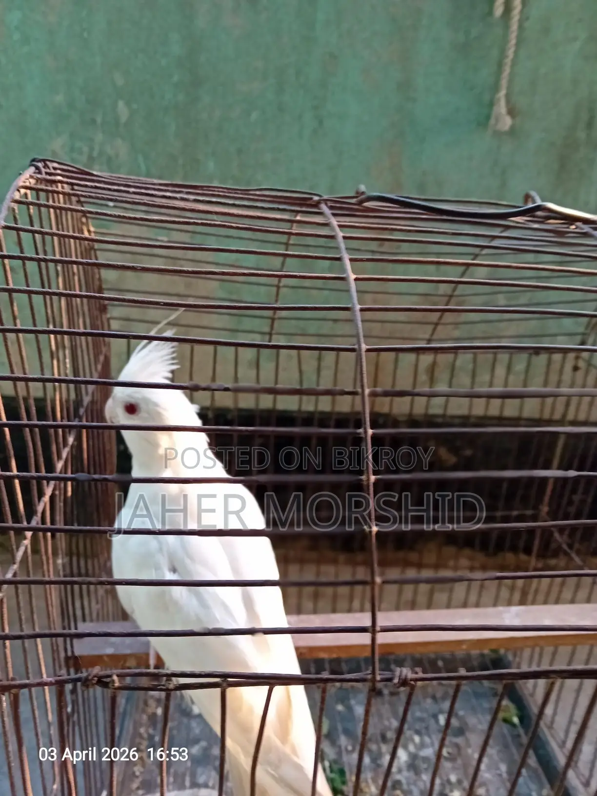 এ্যালবিনো রেড্র আই Albino Red Eye কোকাটেল পাখি বিক্রয় হবে।