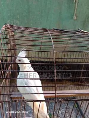 এ্যালবিনো রেড্র আই Albino Red Eye কোকাটেল পাখি বিক্রয় হবে।