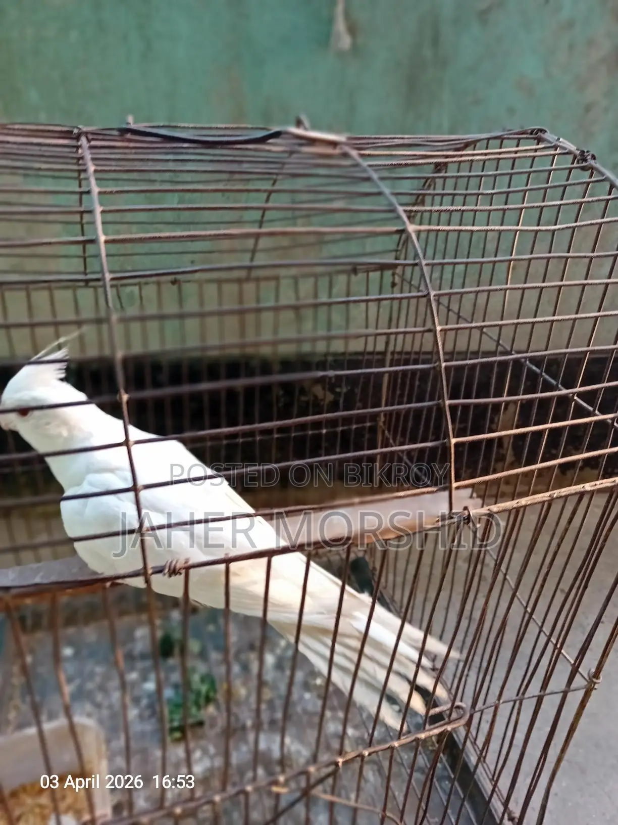 এ্যালবিনো রেড্র আই Albino Red Eye কোকাটেল পাখি বিক্রয় হবে।