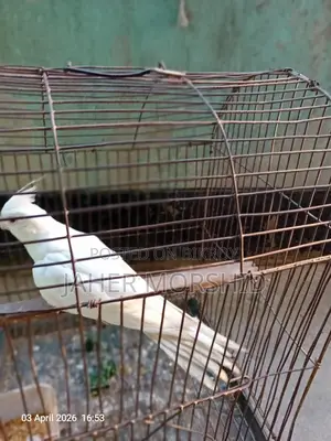 এ্যালবিনো রেড্র আই Albino Red Eye কোকাটেল পাখি বিক্রয় হবে।