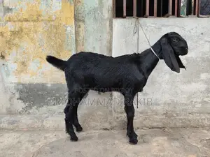 মাশাল্লাহ বিটল ক্রাচ ২টা মেয়ে বাচ্চা বয়স ৩ মাস+ খাবার রুচি অনেক ভালো ঠ