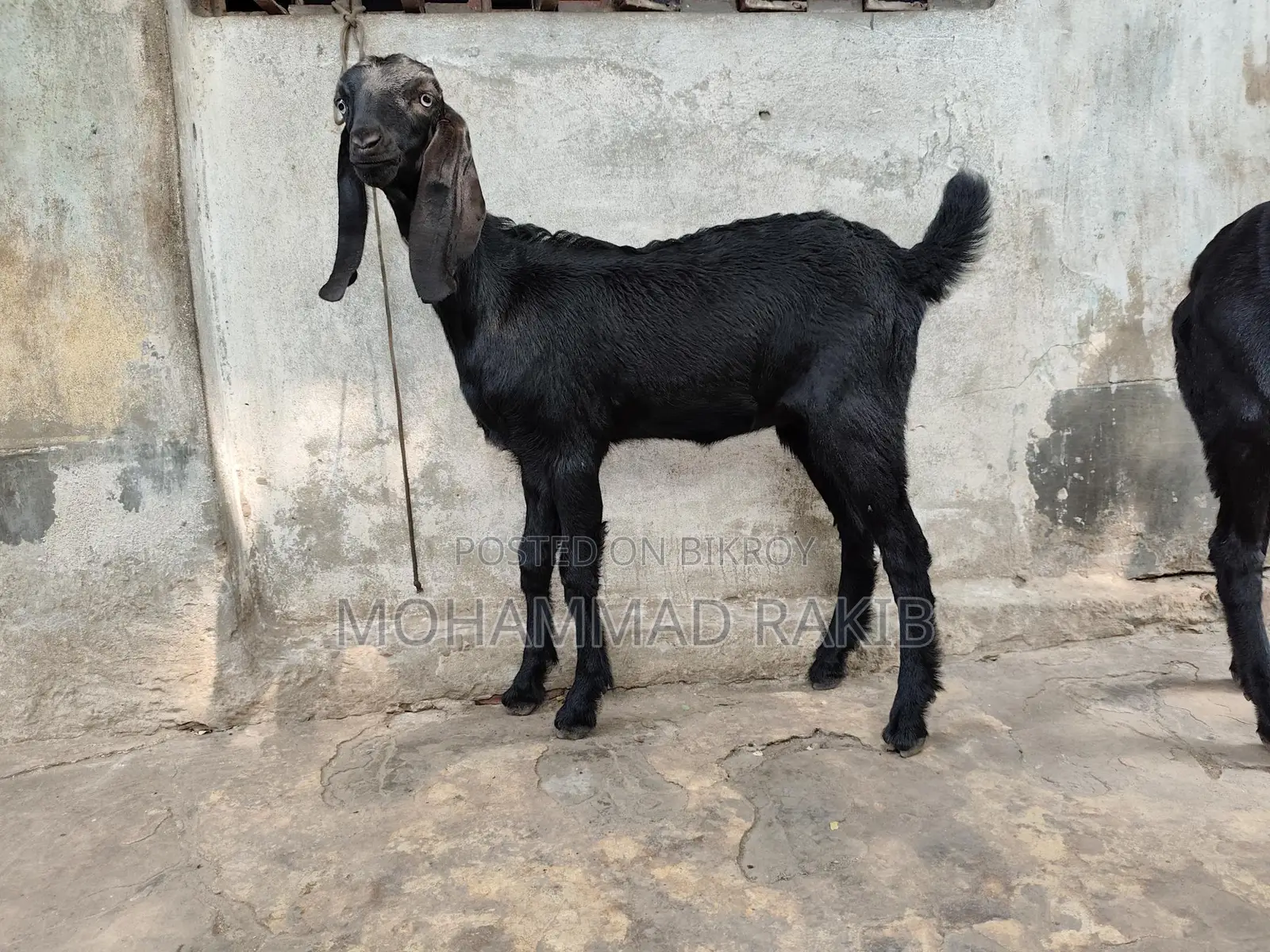 মাশাল্লাহ বিটল ক্রাচ ২টা মেয়ে বাচ্চা বয়স ৩ মাস+ খাবার রুচি অনেক ভালো ঠ