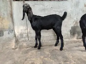 মাশাল্লাহ বিটল ক্রাচ ২টা মেয়ে বাচ্চা বয়স ৩ মাস+ খাবার রুচি অনেক ভালো ঠ