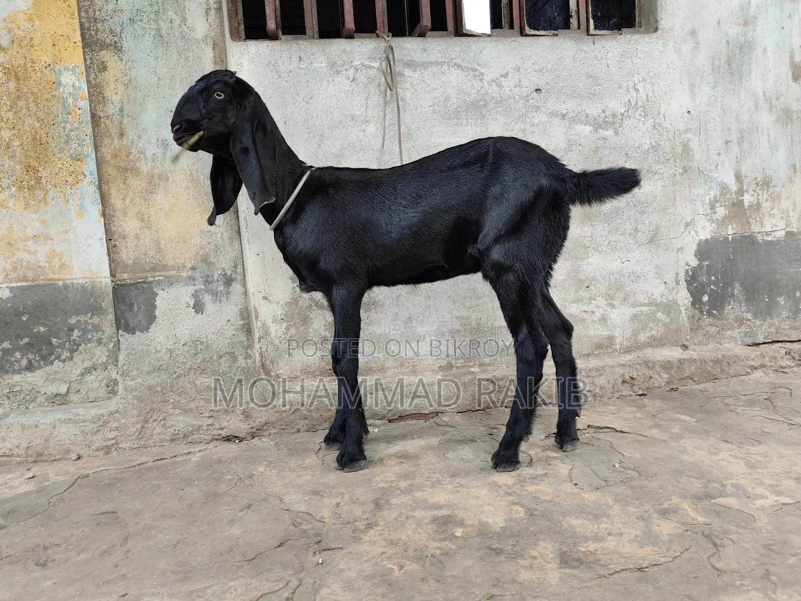 মাশাল্লাহ বিটল ক্রাচ ২টা মেয়ে বাচ্চা বয়স ৩ মাস+ খাবার রুচি অনেক ভালো ঠ
