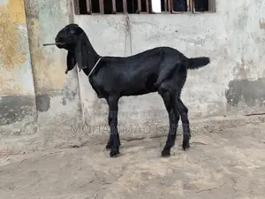 মাশাল্লাহ বিটল ক্রাচ ২টা মেয়ে বাচ্চা বয়স ৩ মাস+ খাবার রুচি অনেক ভালো ঠ