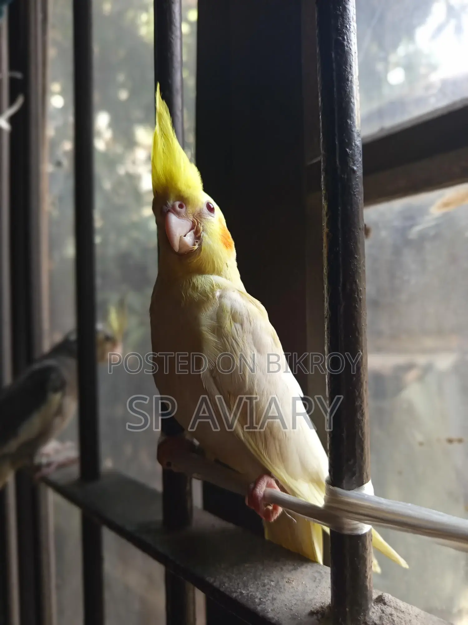 Cockatiel Tame