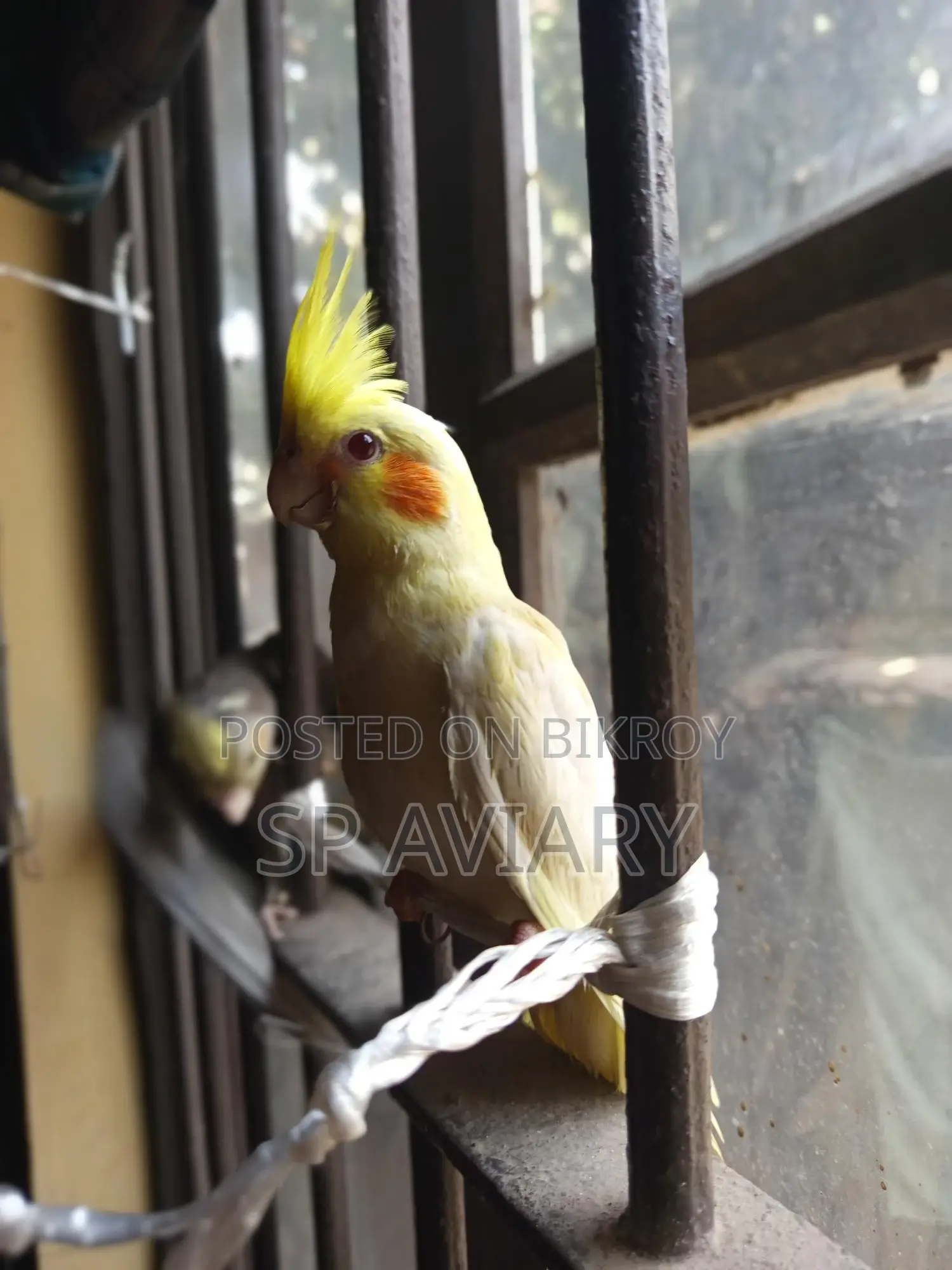 Cockatiel Tame