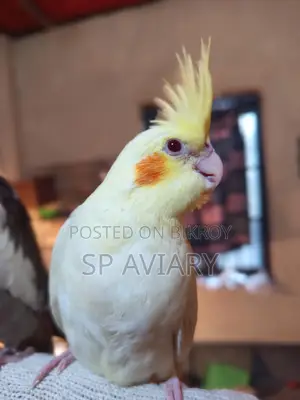 Cockatiel Tame