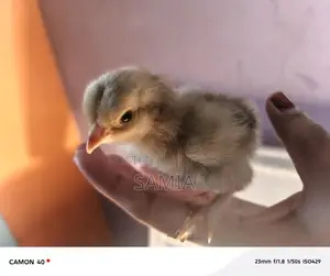 Get Original Brahma Chicken Chicks From Us.