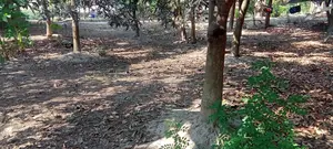 জরুরি 🏡 জমি বিক্রয় হবে (রাজশাহী সিটি) সরাসরি জমির মালিক থেকে