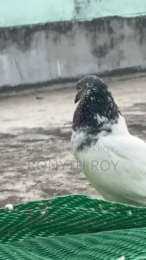 Giribaz Male Pigeon