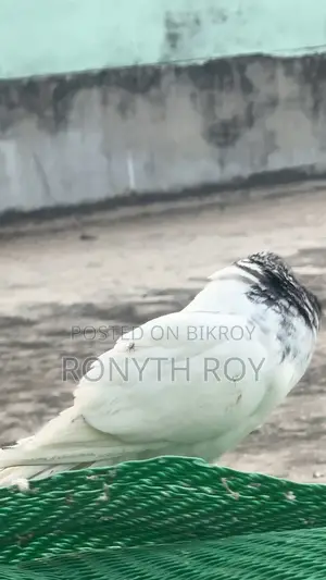 Giribaz Male Pigeon