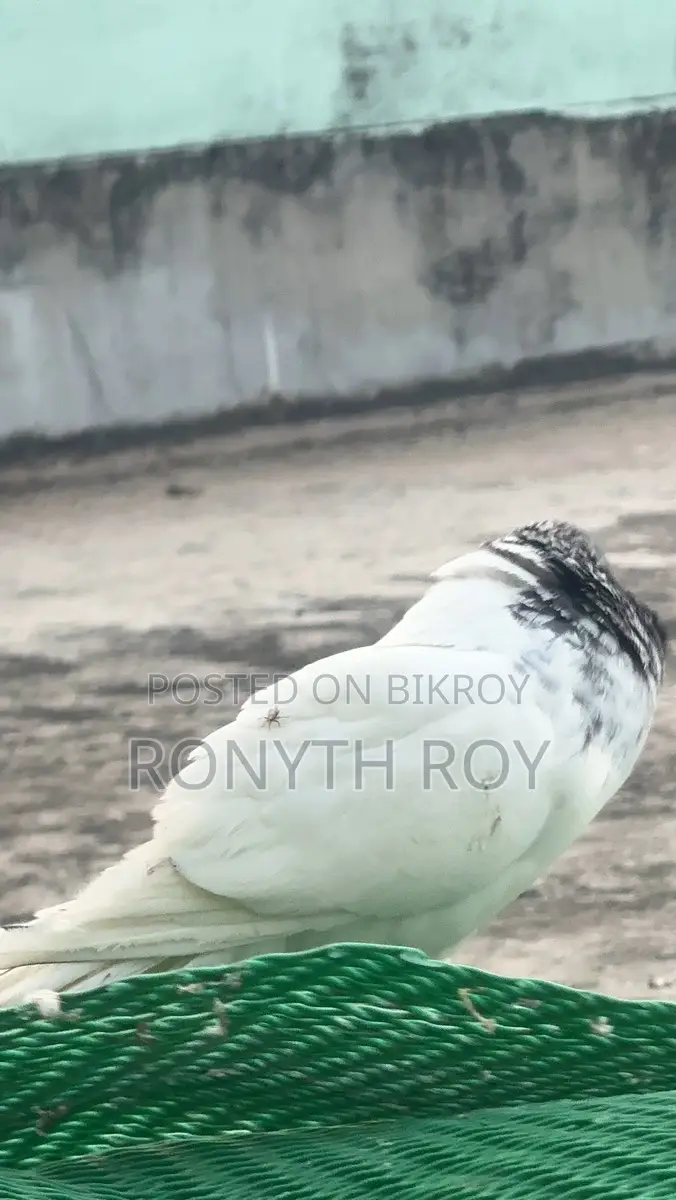 Giribaz Male Pigeon