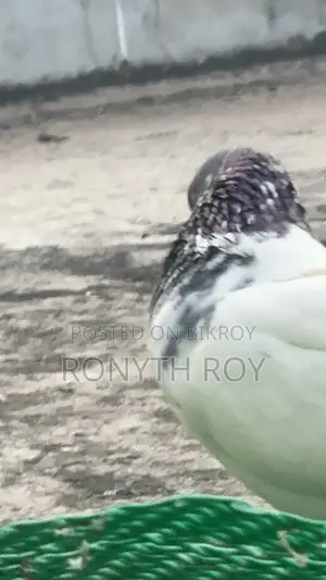 Giribaz Male Pigeon