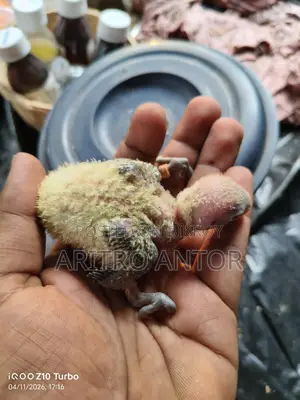 Green Opaline Split B1/b2