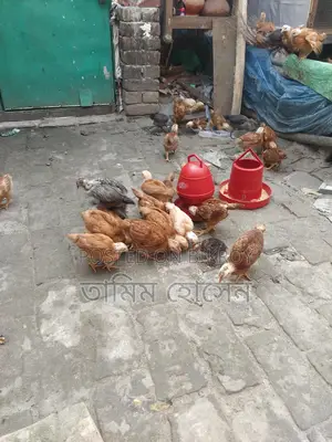 টাইগার মুরগি