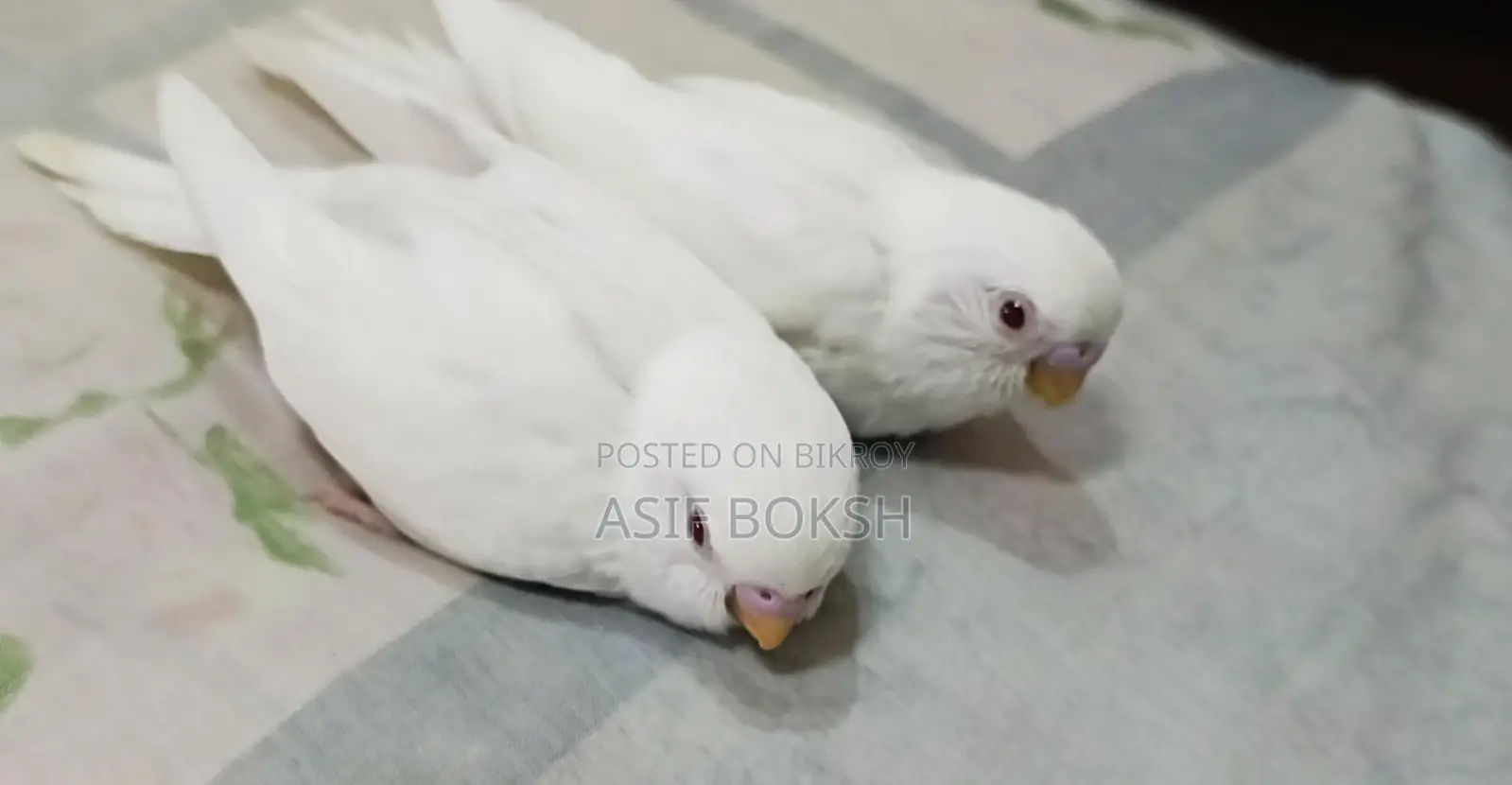 বাজরিগর পাখি বিক্রয়