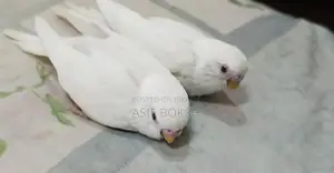 বাজরিগর পাখি বিক্রয়