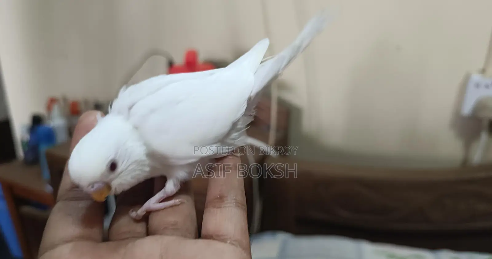 বাজরিগর পাখি বিক্রয়