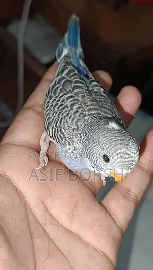 বাজরিগর পাখি বিক্রয়